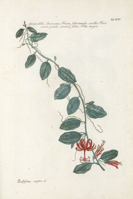 Tafel aud Joannis Martin, Historia Plantarum Rarum, 1752 Tafel aud Joannis Martin, Historia Plantarum Rarum, 1752